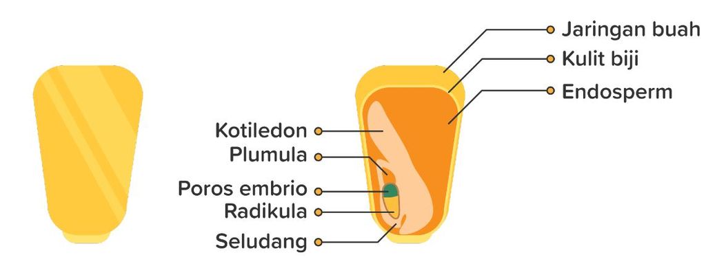 Detail Gambar Struktur Biji Nomer 40