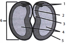 Detail Gambar Struktur Biji Nomer 43