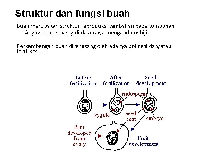 Detail Gambar Struktur Biji Nomer 45