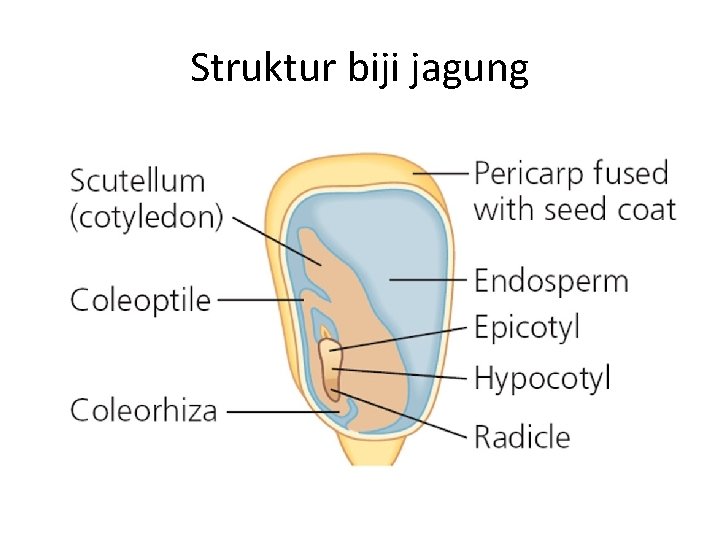 Detail Gambar Struktur Biji Nomer 46