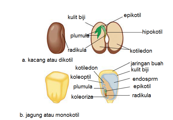 Detail Gambar Struktur Biji Nomer 47