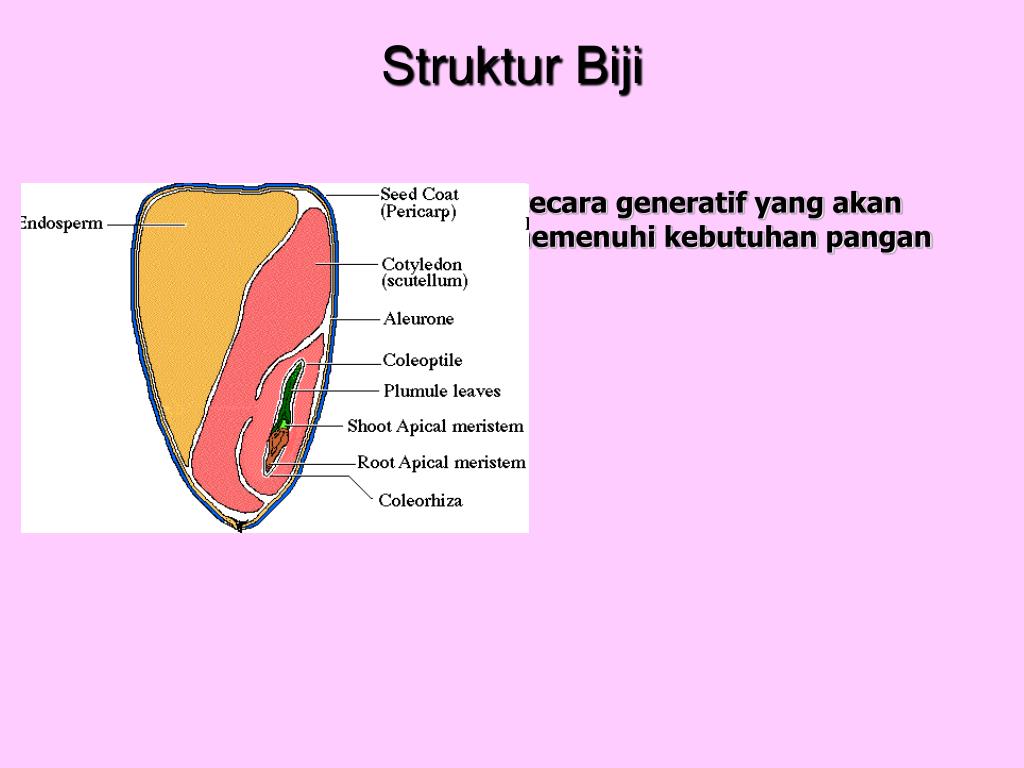 Detail Gambar Struktur Biji Nomer 9