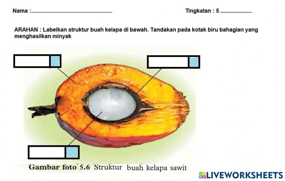 Detail Gambar Struktur Buah Nomer 12