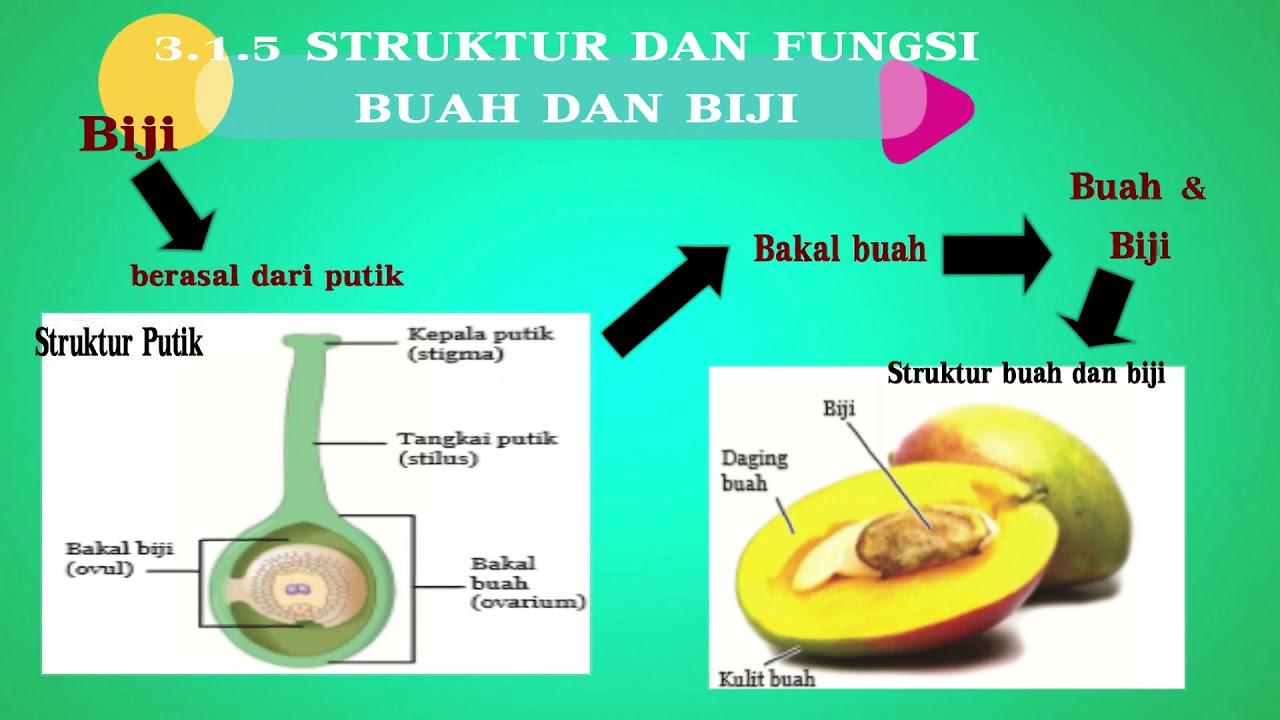 Detail Gambar Struktur Buah Nomer 18