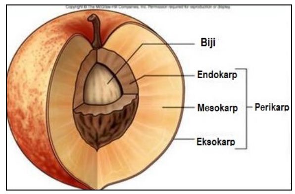 Detail Gambar Struktur Buah Nomer 3