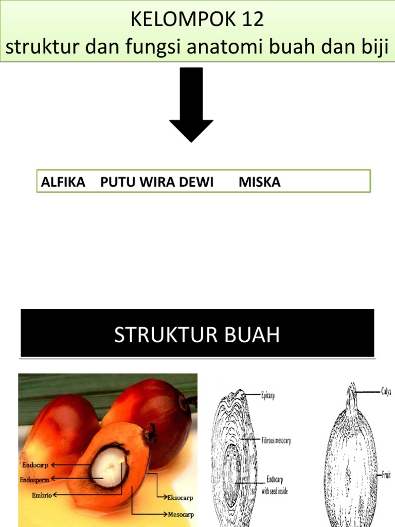 Detail Gambar Struktur Buah Nomer 20