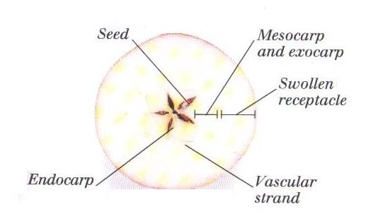 Detail Gambar Struktur Buah Nomer 26