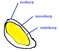 Detail Gambar Struktur Buah Nomer 27