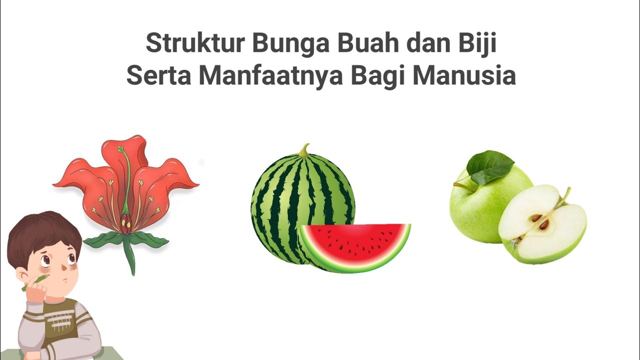 Detail Gambar Struktur Buah Nomer 36