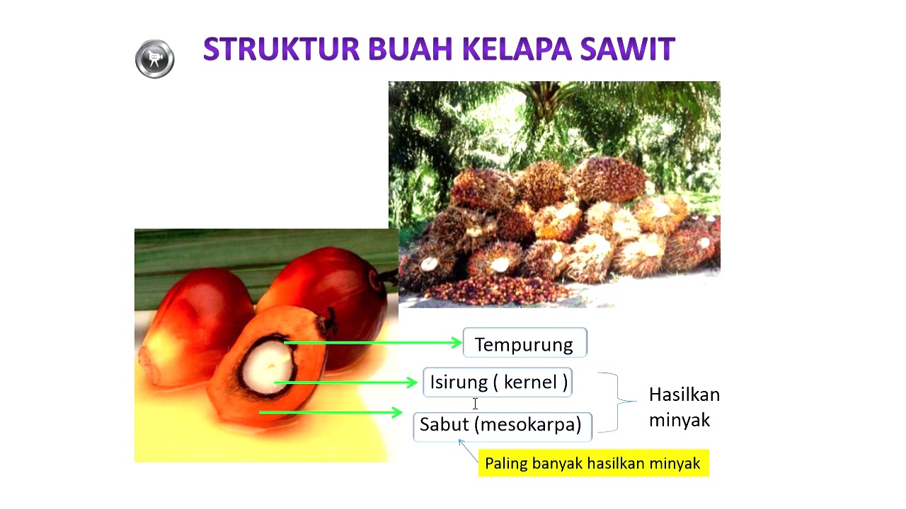 Detail Gambar Struktur Buah Nomer 40