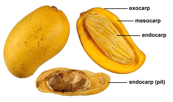 Detail Gambar Struktur Buah Nomer 43