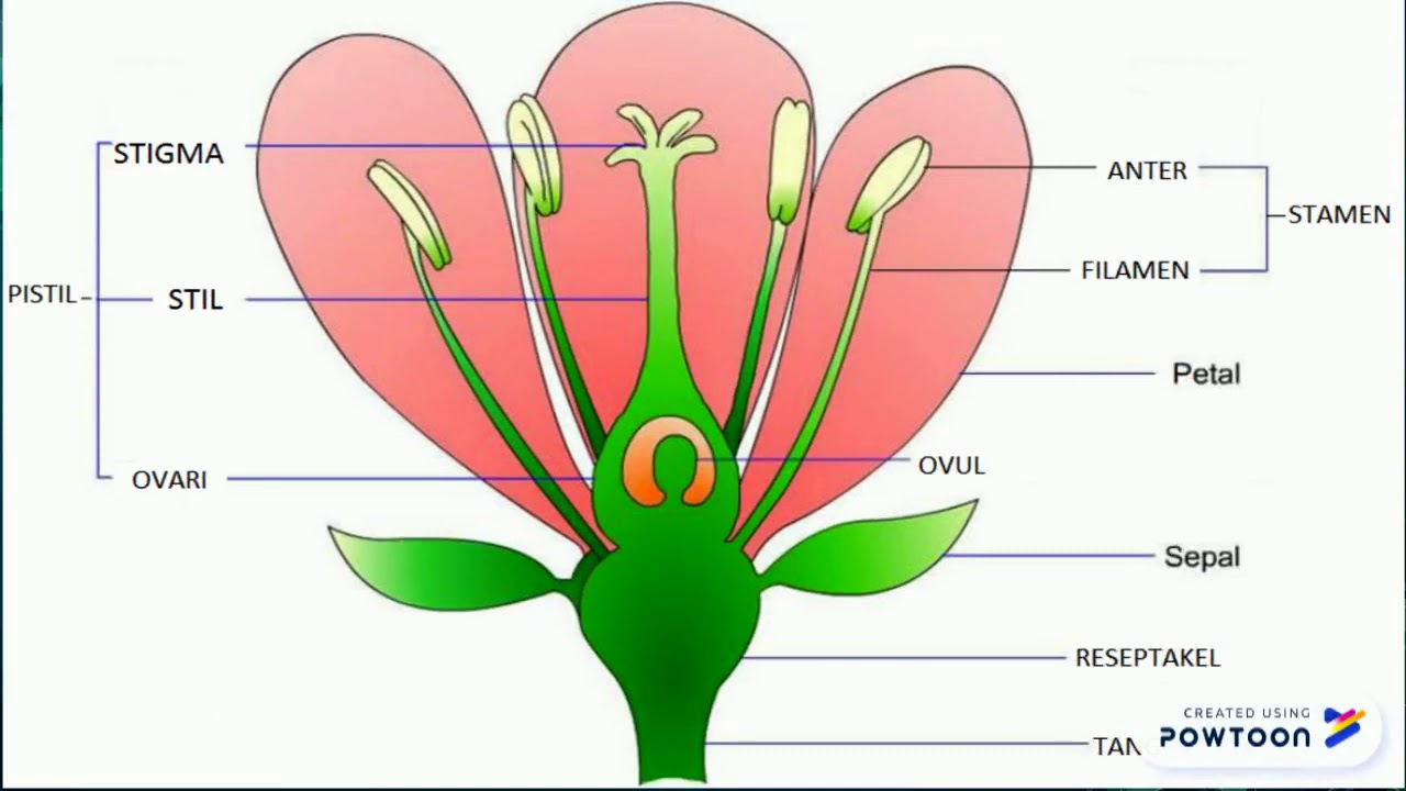 Detail Gambar Struktur Bunga Nomer 19