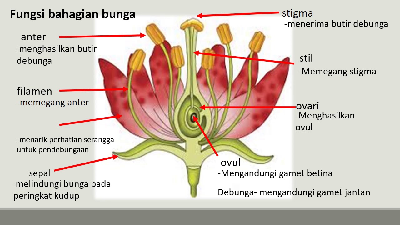 Detail Gambar Struktur Bunga Nomer 23