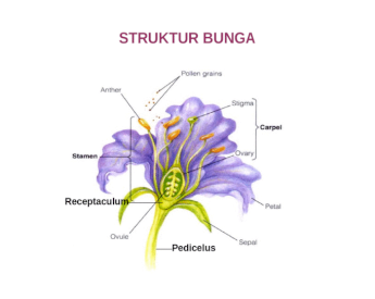 Detail Gambar Struktur Bunga Nomer 35