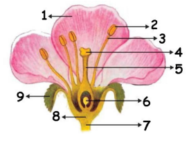 Detail Gambar Struktur Bunga Nomer 38