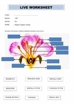 Detail Gambar Struktur Bunga Nomer 41