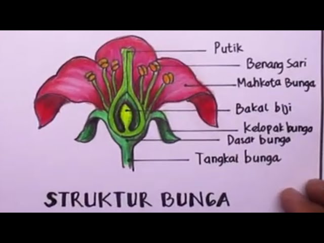 Detail Gambar Struktur Bunga Nomer 44