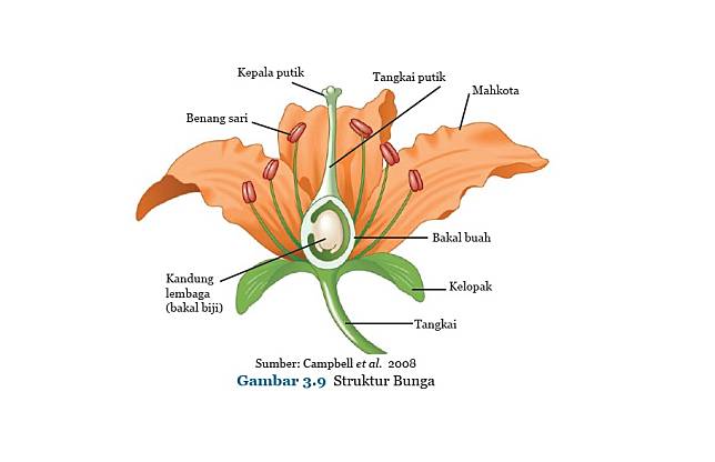 Detail Gambar Struktur Bunga Nomer 7