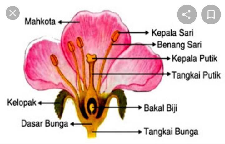 Detail Gambar Struktur Bunga Nomer 10