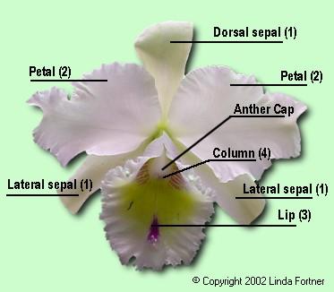 Detail Gambar Struktur Bunga Anggrek Nomer 26