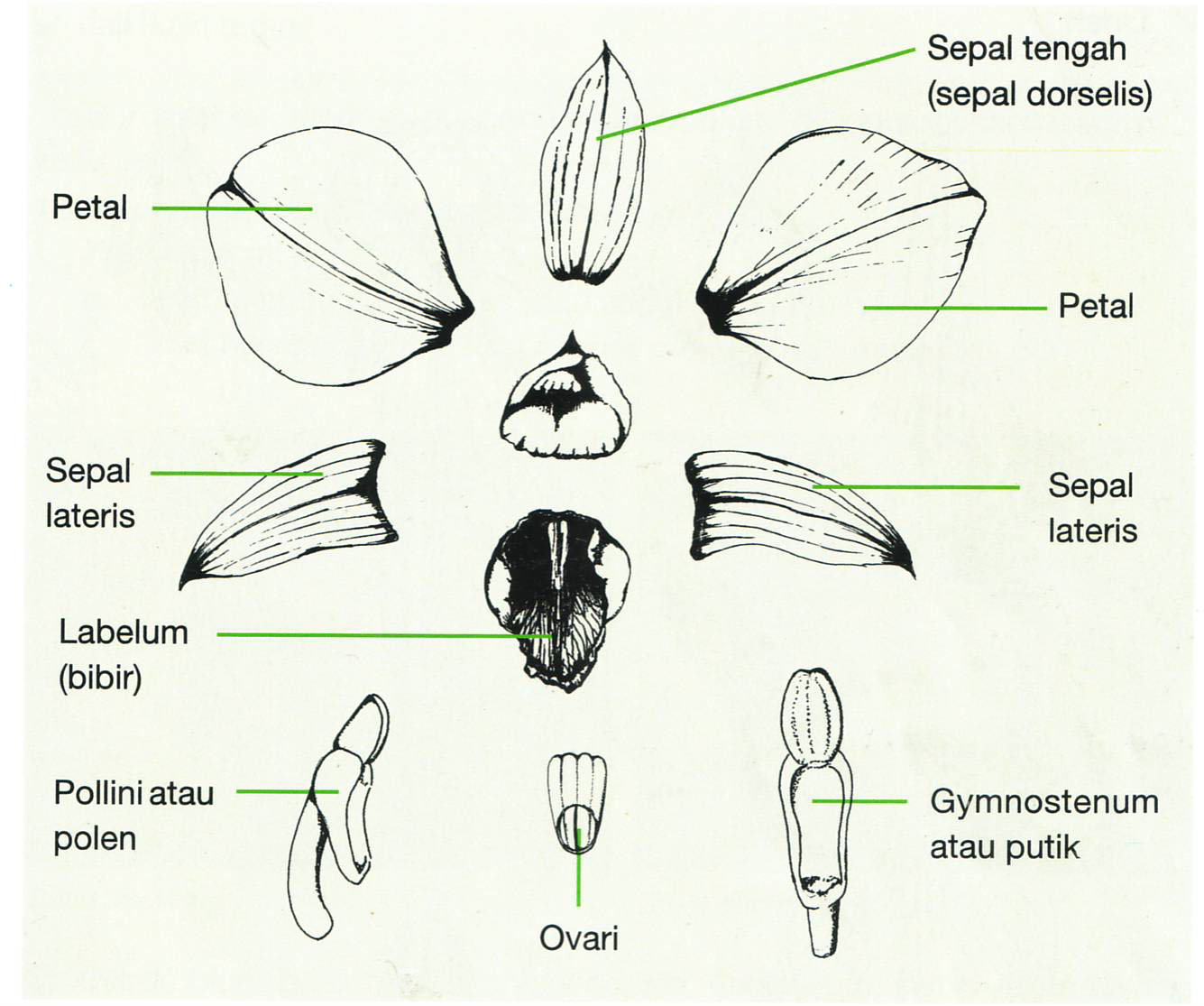 Detail Gambar Struktur Bunga Anggrek Nomer 9