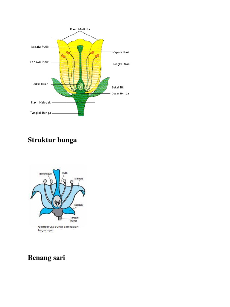 Gambar Struktur Bunga Asoka - KibrisPDR