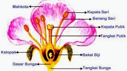 Detail Gambar Struktur Bunga Asoka Nomer 52