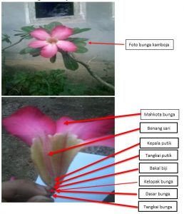 Gambar Struktur Bunga Kamboja - KibrisPDR