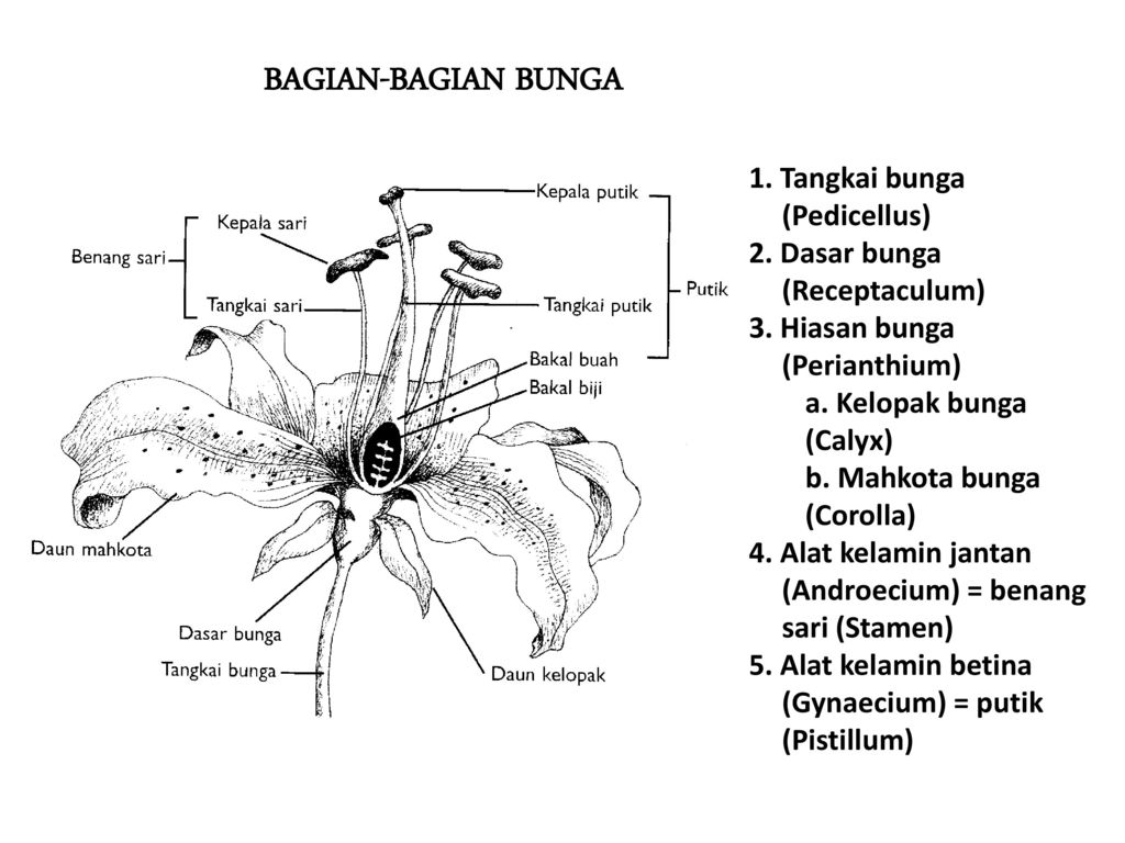 Detail Gambar Struktur Bunga Kamboja Nomer 15