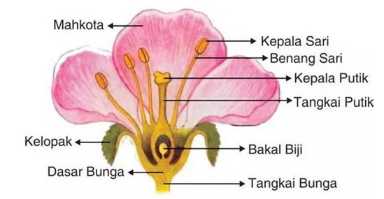 Detail Gambar Struktur Bunga Kamboja Nomer 6