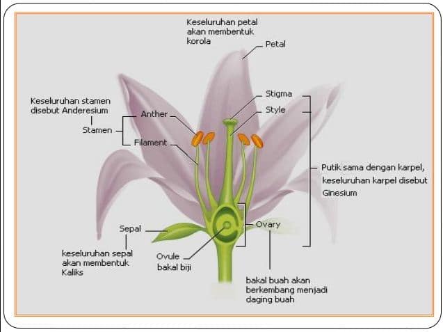 Detail Gambar Struktur Bunga Lengkap Nomer 33