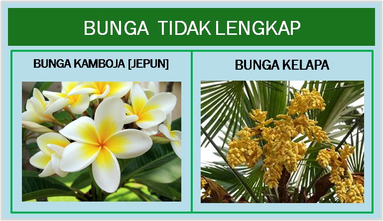 Detail Gambar Struktur Bunga Lengkap Dengan Bagian Bagiannya Nomer 42