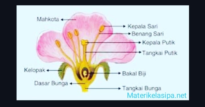 Detail Gambar Struktur Bunga Lengkap Dengan Bagian Bagiannya Nomer 49