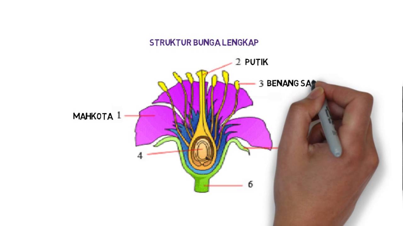 Detail Gambar Struktur Bunga Lengkap Dengan Bagiannya Nomer 22