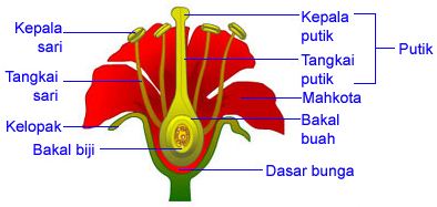 Detail Gambar Struktur Bunga Lengkap Dengan Bagiannya Nomer 48