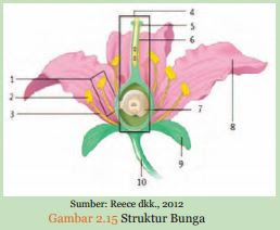 Detail Gambar Struktur Bunga Lengkap Dengan Bagiannya Nomer 52