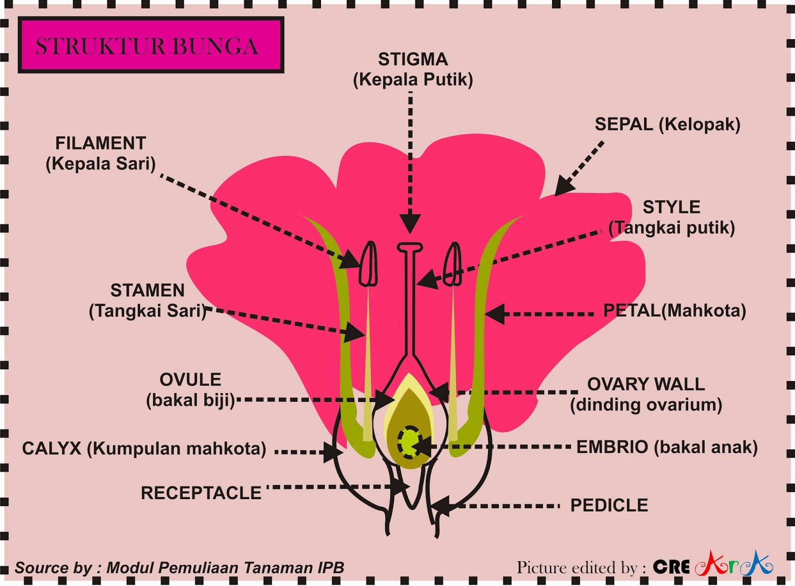 Detail Gambar Struktur Bunga Lengkap Dengan Keterangannya Nomer 44