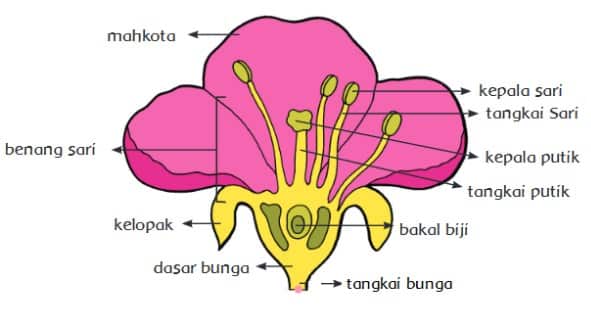 Detail Gambar Struktur Bunga Mawar Nomer 43