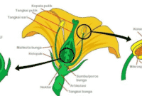 Detail Gambar Struktur Bunga Melati Nomer 11