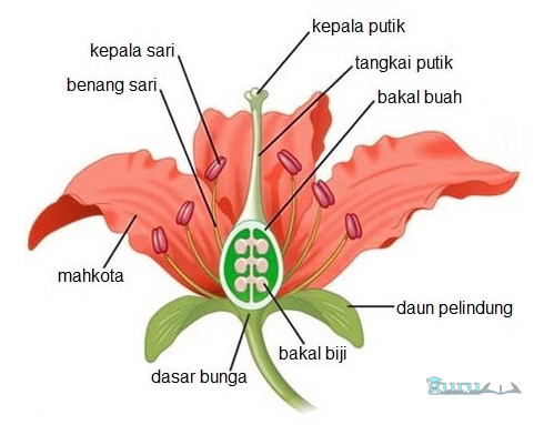 Detail Gambar Struktur Bunga Melati Nomer 15