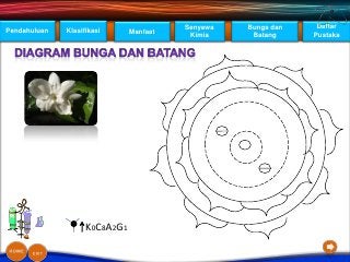 Detail Gambar Struktur Bunga Melati Nomer 41