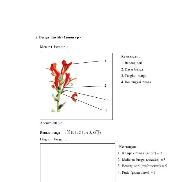 Detail Gambar Struktur Bunga Melati Nomer 7