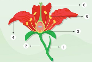 Detail Gambar Struktur Bunga Sempurna Nomer 49