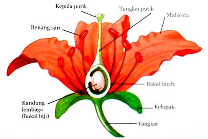 Detail Gambar Struktur Bunga Sepatu Lengkap Nomer 15