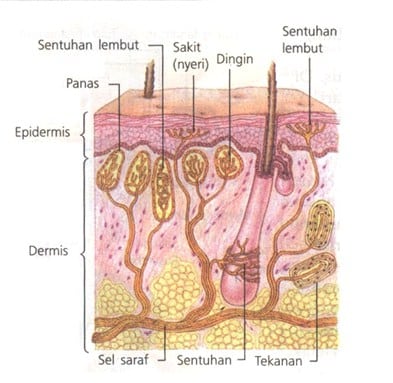 Detail Gambar Struktur Dan Bagian Bagian Indera Peraba Nomer 19