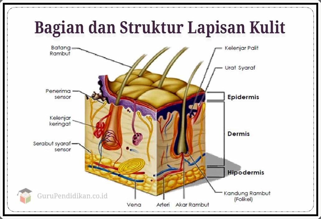 Detail Gambar Struktur Dan Bagian Bagian Indera Peraba Nomer 22