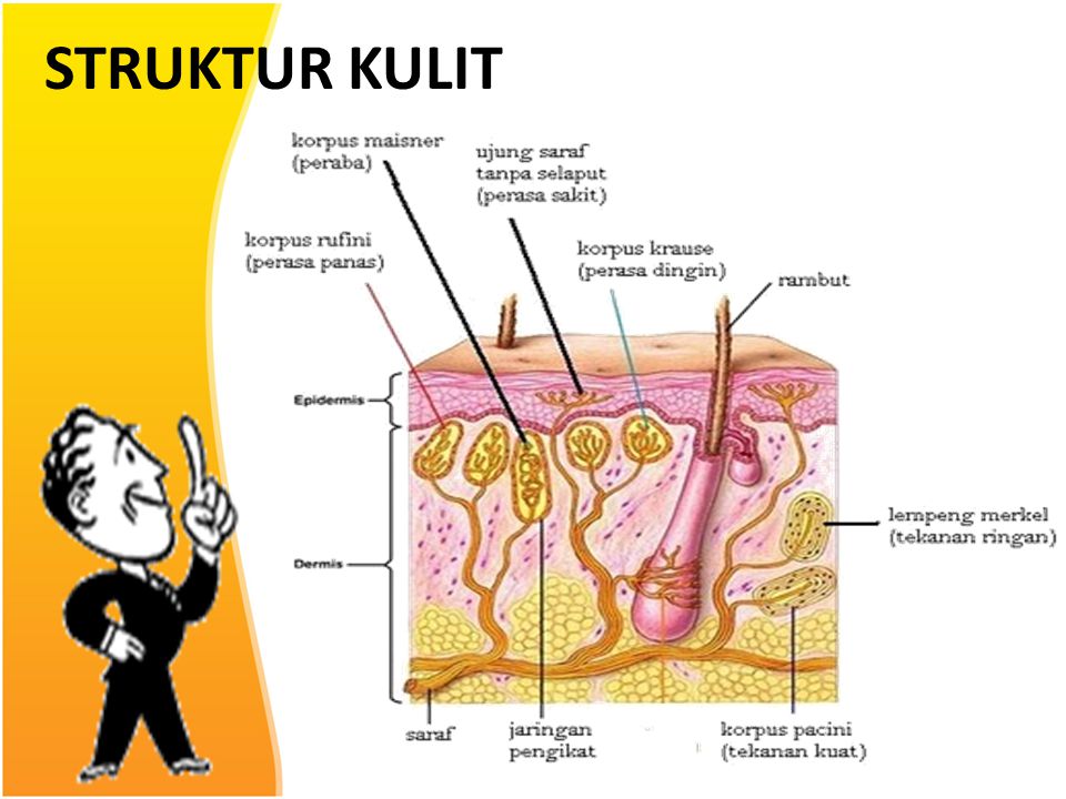 Detail Gambar Struktur Dan Bagian Bagian Indera Peraba Nomer 24