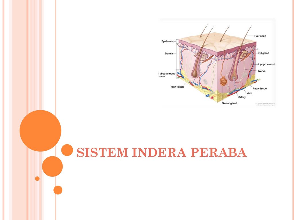 Detail Gambar Struktur Dan Bagian Bagian Indera Peraba Nomer 44