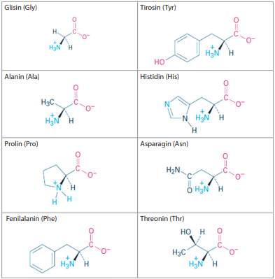 Detail Gambar Struktur Dasar Protein Nomer 2