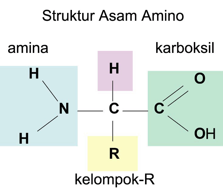 Detail Gambar Struktur Dasar Protein Nomer 28